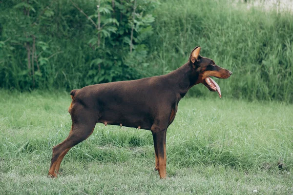 Çimlerin Üzerinde Yakışıklı Kahverengi Doberman Portresi — Stok fotoğraf