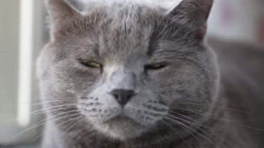 Gri tüylü kedi pencereye bakıyor