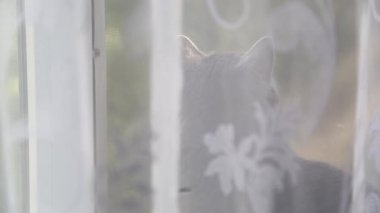Gri Kedi pencerede oturuyor ve kuşları izliyor