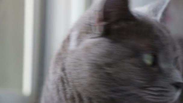 Grå Fluffig Katt Tittar Fönstret — Stockvideo