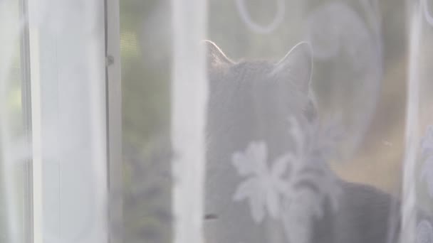 Graue Katze Sitzt Fenster Und Beobachtet Vogel — Stockvideo