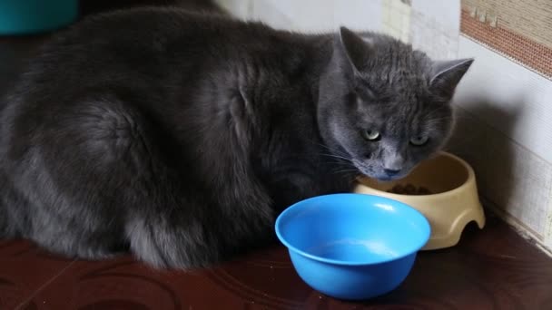 고양이가 접시에서 고양이 먹이를 — 비디오