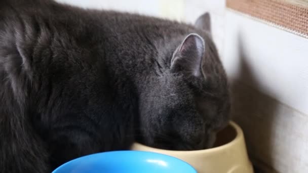 Gato Cinza Comendo Comida Gato Prato — Vídeo de Stock