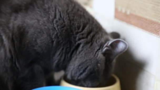 Graue Katze Frisst Katzenfutter Vom Teller — Stockvideo