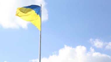 Yeşil yapraklara yağmur damlaları düşer. Ağaçlara sonbahar yağmuru