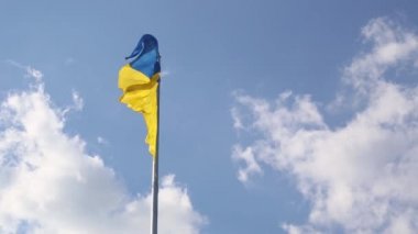 Yeşil yapraklara yağmur damlaları düşer. Ağaçlara sonbahar yağmuru