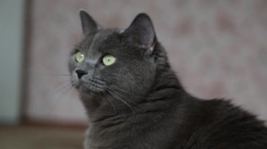 Gri kedi sabah oturur ve esner.