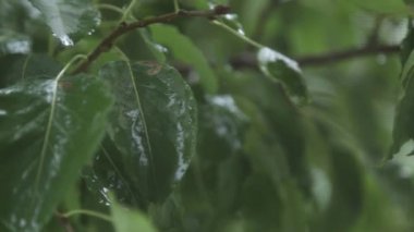 Yeşil yapraklara yağmur damlaları düşer. Ağaçlara sonbahar yağmuru