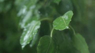 Yeşil yapraklara yağmur damlaları düşer. Ağaçlara sonbahar yağmuru