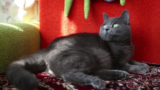 Γκρι Χνουδωτή Γάτα Ξαπλώνει Στον Κόκκινο Καναπέ Και Κουνάει Την — Αρχείο Βίντεο