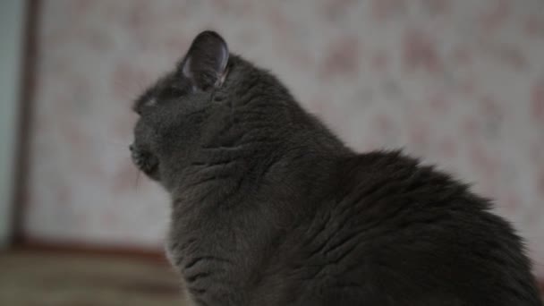 Γκρι Γάτα Κάθεται Και Χασμουριέται Πρωί — Αρχείο Βίντεο