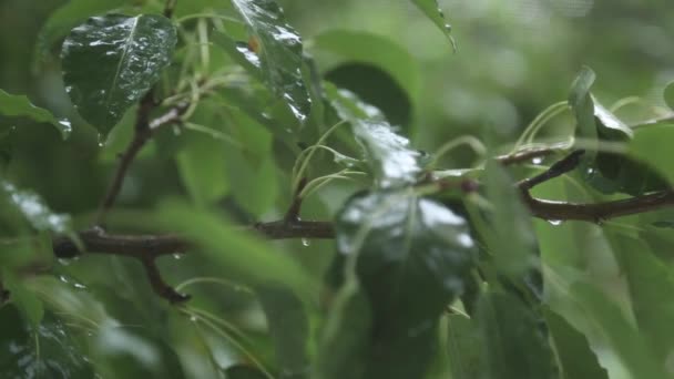 Regndråber Falder Grønne Blade Efterårsregn Træerne – Stock-video
