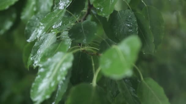 Las Gotas Lluvia Caen Sobre Hojas Verdes Lluvia Otoñal Sobre — Vídeos de Stock