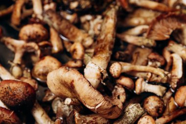 Orman mantarları mutfak lavabosunda yıkanır. Ballı mantar ve hasat mevsimi