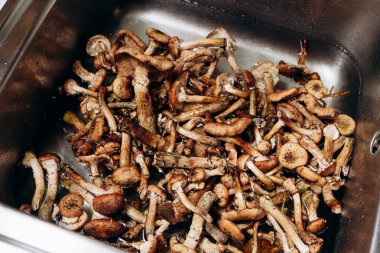 Orman mantarları mutfak lavabosunda yıkanır. Ballı mantar ve hasat mevsimi