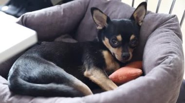Şirin Chihuahua köpeği rahat yatağında huzur içinde uyuyor, dinleniyor ve tatlı rüyalar görüyor.
