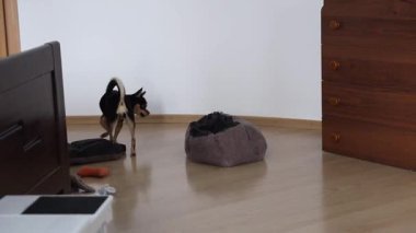 Pedigree Chihuahua yatağında oynar ve çiğner.