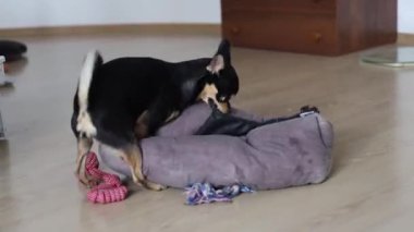 Pedigree Chihuahua yatağında oynar ve çiğner.