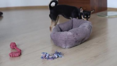 Pedigree Chihuahua yatağında oynar ve çiğner.