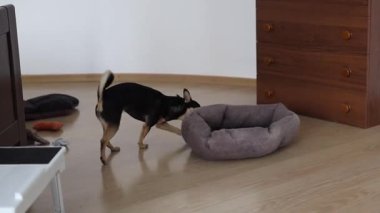 Pedigree Chihuahua yatağında oynar ve çiğner.