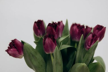 8 Mart 'ta Uluslararası Kadınlar Günü. Laleler bahar tatili için bir hediyedir.