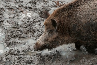 Çamurlu Orman 'da Vahşi Yaban Domuzu. Yakın plan. Yüksek kalite fotoğraf