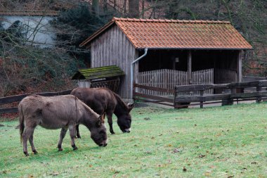 Ahşap Ahır yakınındaki Meadow 'da otlayan eşekler. Yüksek kalite fotoğraf