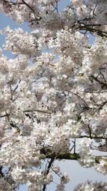 Kiraz dalları, gökyüzüne doğru eğimli uzuvlardan sarkan, yumuşak beyaz yapraklar.,