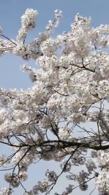 Geniş gövdeli yosunlu ağaç gövdesi, Beyaz Çiçekli Bulutlar ve Katmanlı Dallarla Çerçevelenmiş sert yeşil ağaç kabuğu,