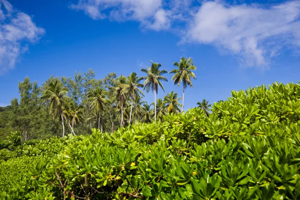 Paisaje tropical, cocoteros y arbustos con cielo azul —  Fotos de Stock