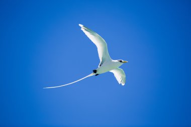 Beautiful long tailed tropic bird flies on blue sky clipart