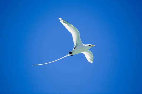 Beautiful long tailed tropic bird flies on blue sky — Stock Photo, Image