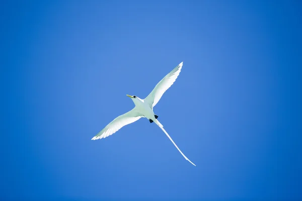 Beautiful long tailed tropic bird flies on blue sky — Stock Photo, Image