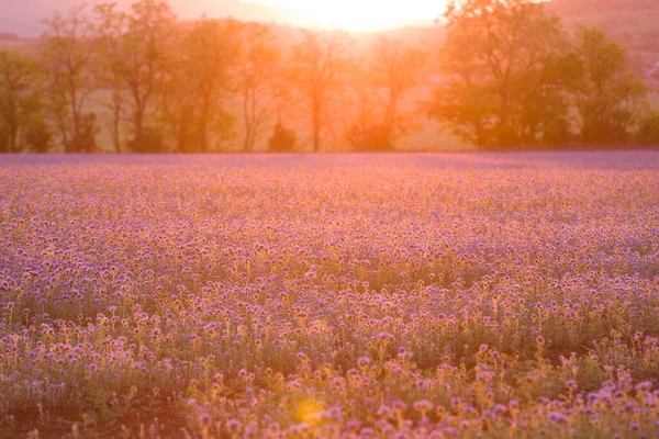 Bellissimo Campo Phacelia All Ora Del Tramonto Retroilluminazione Scena Romantica — Foto Stock