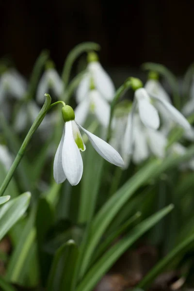 Квіти Снігу Крупним Планом Квіткове Поле Білого Зеленого Кольорів Перші Ліцензійні Стокові Зображення