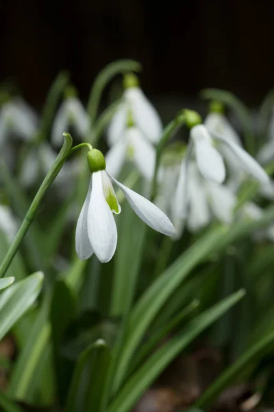 Sneeuwdruppel Bloemen Close Bloemrijke Veld Wit Groene Kleuren Als Eerste Rechtenvrije Stockafbeeldingen