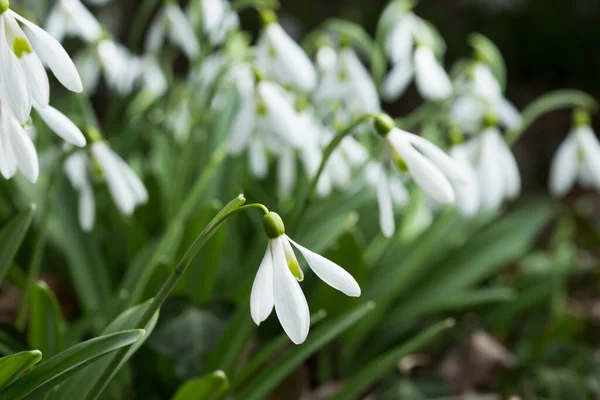 Квіти Снігу Крупним Планом Квіткове Поле Білого Зеленого Кольорів Перші Стокова Картинка