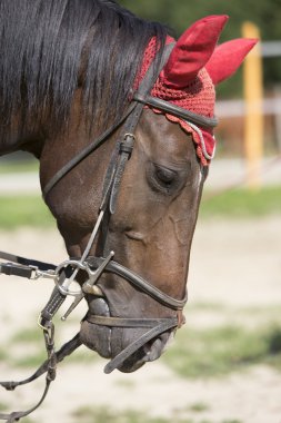 at kafası ile kırmızı koruma kapağı