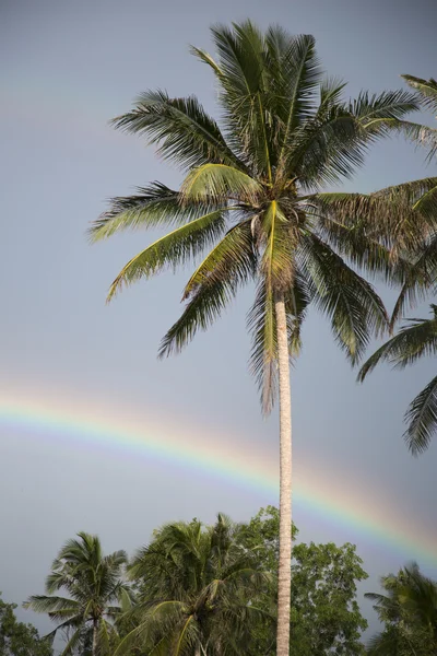 Cielo nublado y arco iris, arbustos tropicales, palmeras —  Fotos de Stock