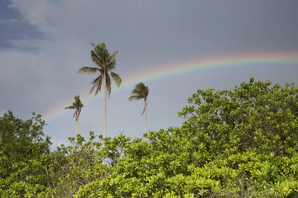 Nublado cielo adn arco iris sobre los arbustos tropicales y palmeras —  Fotos de Stock