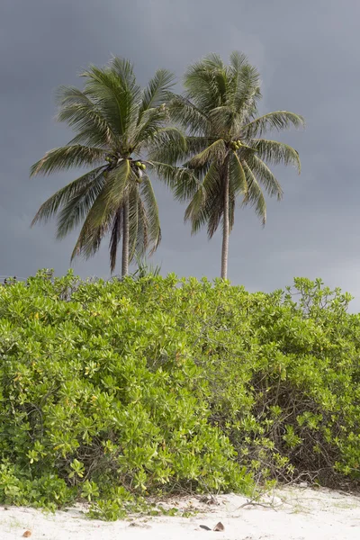 ต้นปาล์ม พุ่มไม้ และหาดทรายที่มีท้องฟ้าเมฆ — ภาพถ่ายสต็อก