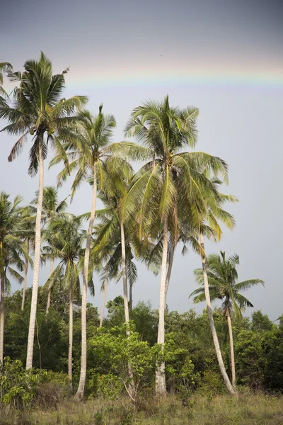 Palmeras, cielo nublado, arco iris — Foto de Stock
