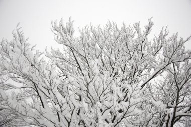 Kar kaplı dalları, bulutlu hava