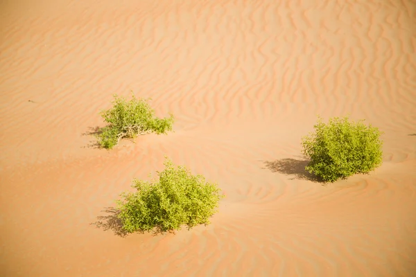 Algumas plantas verdes na areia do deserto — Fotografia de Stock