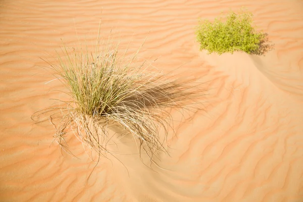Niektóre rośliny zielone w piachu pustyni — Zdjęcie stockowe
