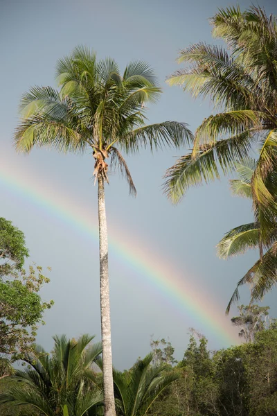 Palmeras con arco iris —  Fotos de Stock