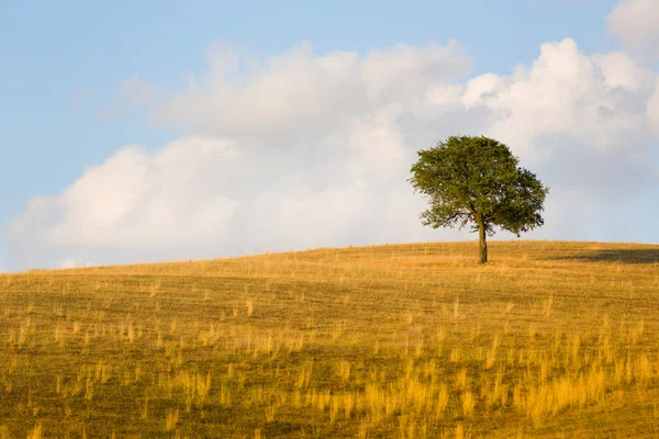 Beautiful landscape, trees and field of Tuscany, Italy Royalty Free Stock Photos