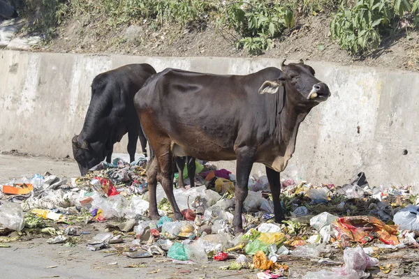 Vacas comem lixo em Rishikesh, Índia — Fotografia de Stock