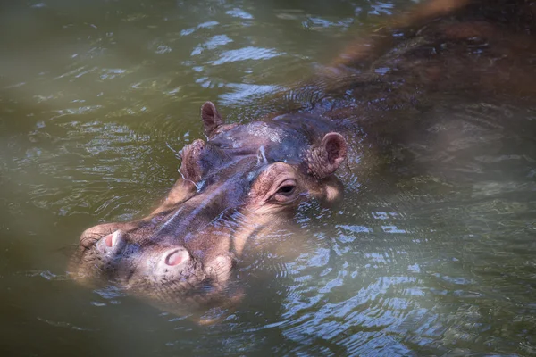 水でのカバ — ストック写真