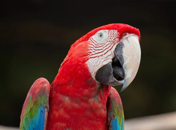 Loro de guacamayo rojo, de cerca —  Fotos de Stock